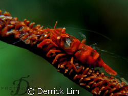 Whip coral shrimp. Capture by Canon G9 with INON single s... by Derrick Lim 